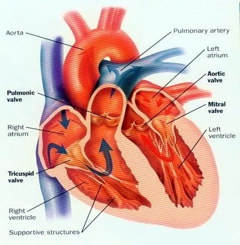 best cardiothoracic surgeons
