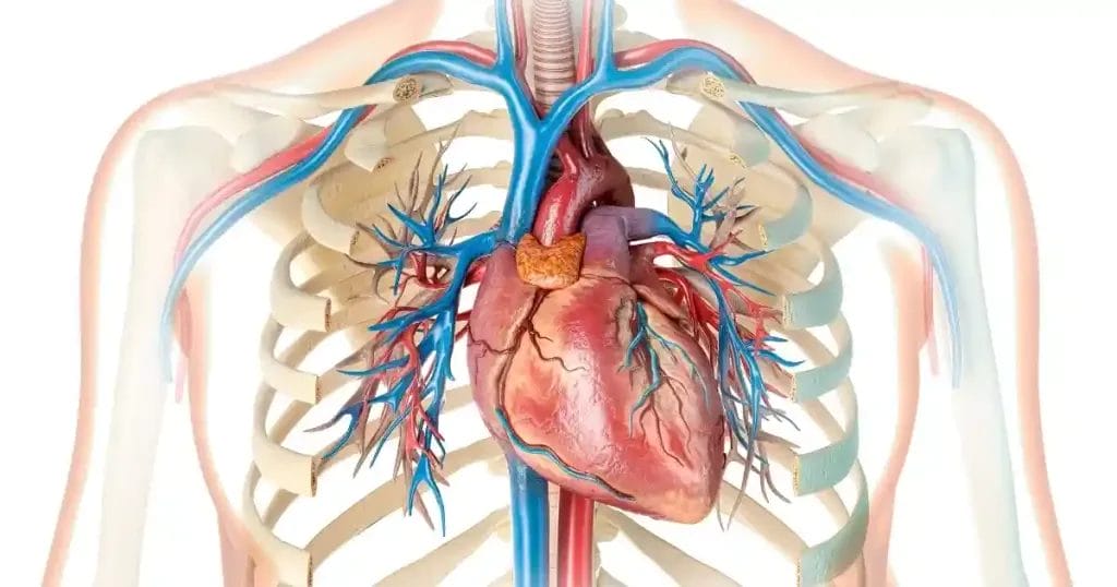 أسباب تمدد الشريان الأورطي البطني والقولون العصبي 
